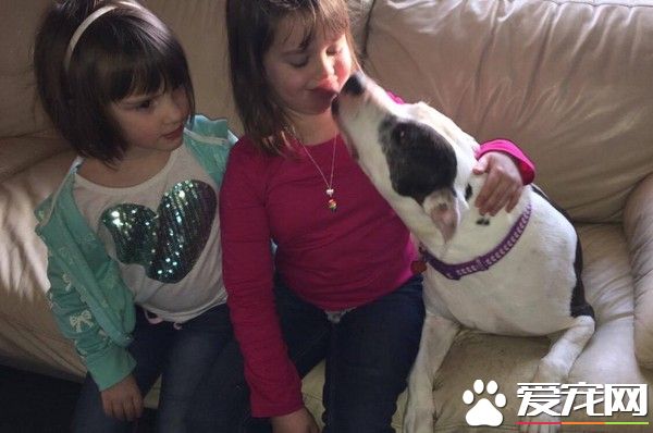 比特犬被误报是危险犬种 22个月再见主人兴奋舌头洗脸