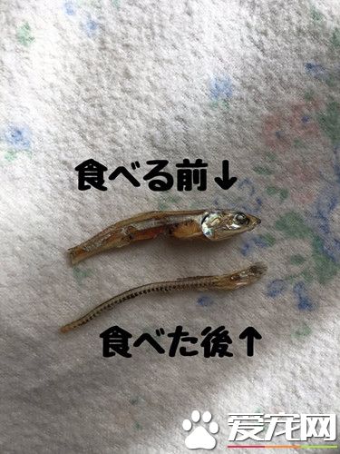 仓鼠聪明挑鱼刺 更是会餐桌礼仪吃软不吃硬