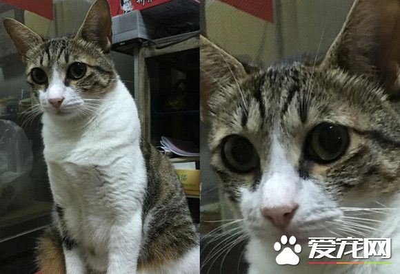 虎斑猫喜欢跳神桌 还明目张胆的喝起敬茶