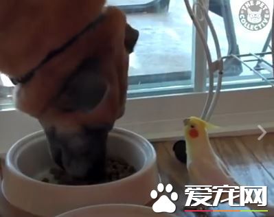 狗狗吃饭鹦鹉在旁边唱歌配乐 难道这是音乐餐厅吗