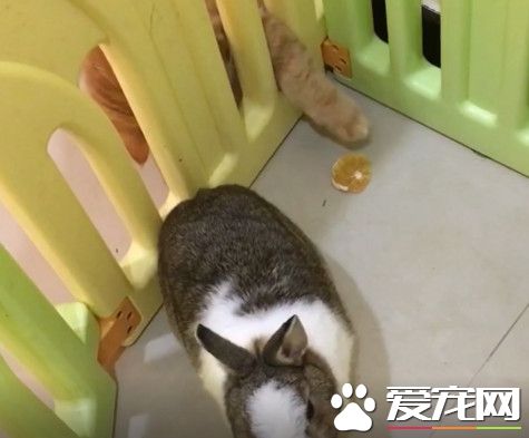 橘猫埋伏在兔子笼旁 伸手想偷捞柳丁干
