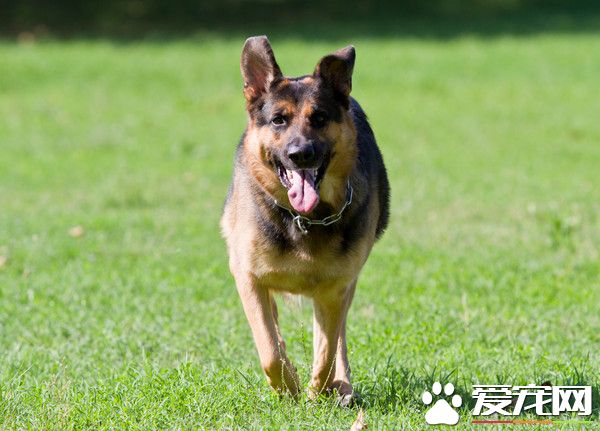 主人发酒疯砸车拒捕 忠心狼犬咬警察护主被击毙