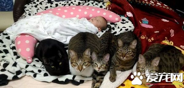 主人洗完奶瓶出来 猫咪排成一列守护着小宝宝