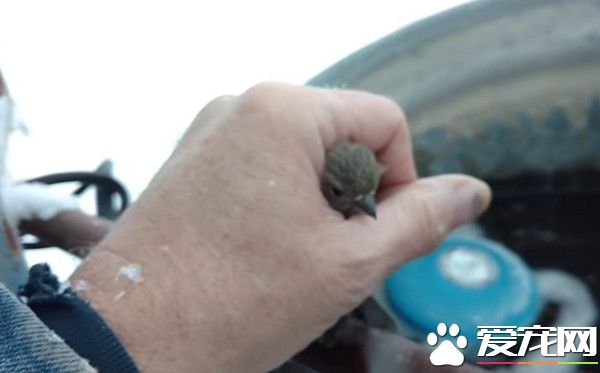 冻在栏杆上暖叔吐气救援 小麻雀飞走还不忘啾啾道谢