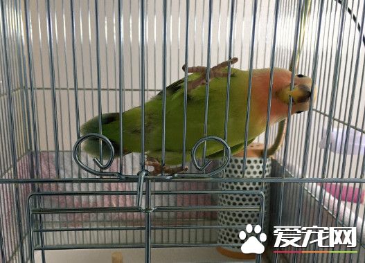 胖到肉肉溢出来 小鹦鹉被收养后变成网球