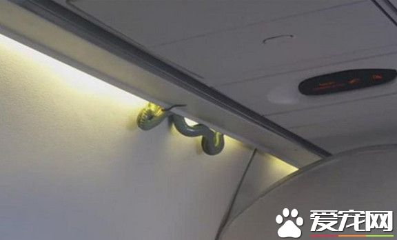 飞机上又有蛇 货舱发现大蟒蛇阿联酋航班紧急取消