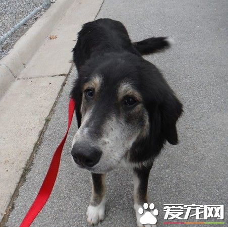 心碎同伴被车撞死 狗狗伴身边默哀寸步不离