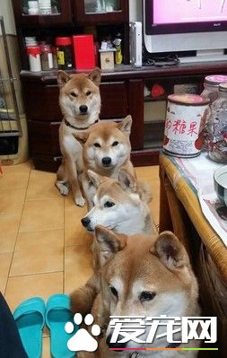 主人发吃的 4只柴犬坐成一列等吃的