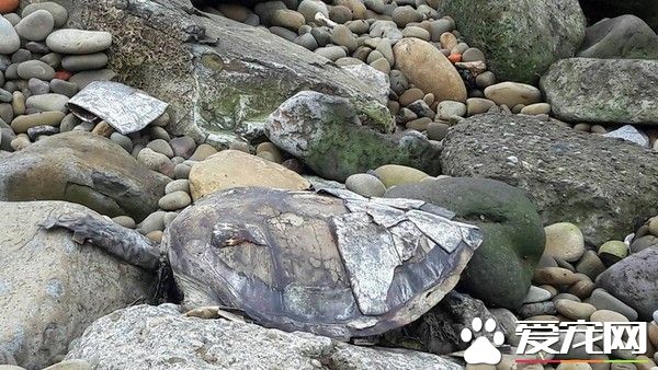 淡水绿海龟尸体腐臭 死前嘴中扔咬着一坨垃圾