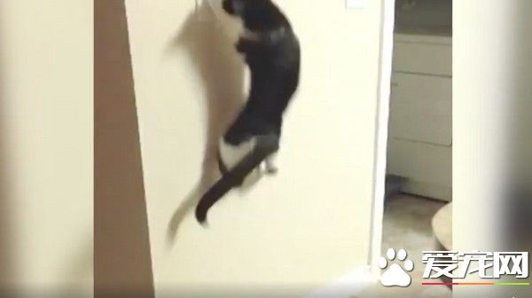 一秒操控白天黑夜 猫咪化身跳跳虎半夜玩开关