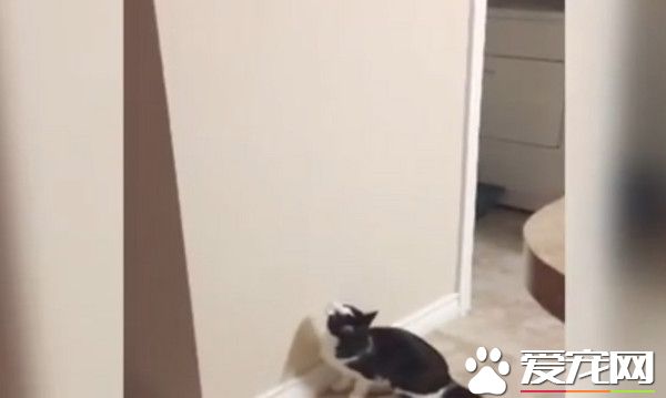 一秒操控白天黑夜 猫咪化身跳跳虎半夜玩开关