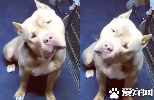 狗狗长的非常像李荣浩 更是能听着音乐萌歪头