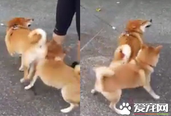 不爽你很久了 柴犬使出屁勾拳猛撞对方