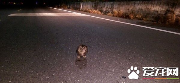 巡山员开车回家 惊见猫头鹰站在马路中央慌神
