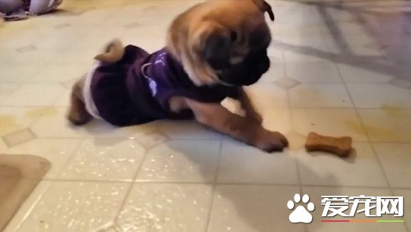 世界上最遥远的距离 巴哥犬伸手却碰不到骨头