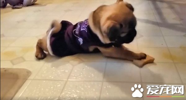 世界上最遥远的距离 巴哥犬伸手却碰不到骨头