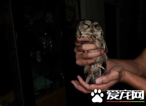 巡山员开车回家 惊见猫头鹰站在马路中央慌神