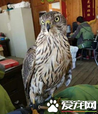 苍鹰抓小鸡成大乱斗 羽毛乱飞差点还输掉