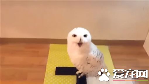 猫头鹰表情亮了 乐呵呵笑开怀模样超萌