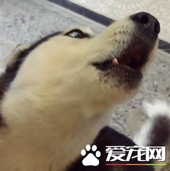 最强双簧管合唱 哈士奇连唱30秒音准精确不落拍