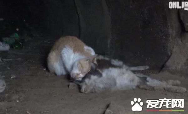 猫咪死守同伴尸体不走 磨蹭着想叫醒自己的同伴