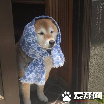 小村姑要准备出门了