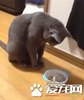 猫咪低头吃饭 小仓鼠自动跑进去帮忙加菜