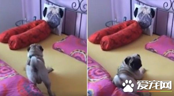 巴哥犬在床上看见抱枕 竟长得跟自己一样狂吼