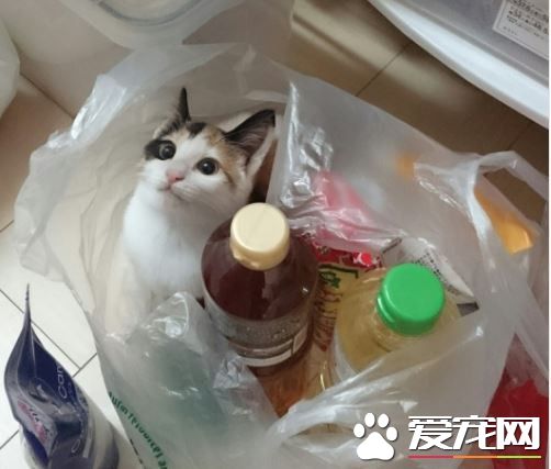 超市购物完袋子里多出一只猫 不记得有购买过啊