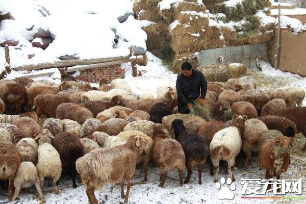 村民烧炭想替羊群取暖 差点把羊烧成烤全羊