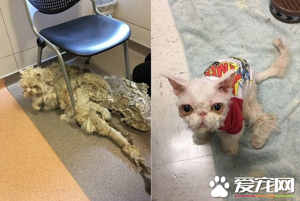 好久不剃毛 波斯猫拖着2公斤脏毛像移动破地毯