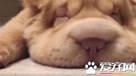 懒洋洋躺地板上 沙皮狗太无聊上下抖动自己的肉鼻