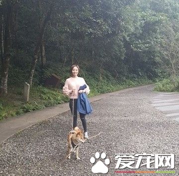 柴犬半路跳车乱入棒球场 主人看了当场傻眼