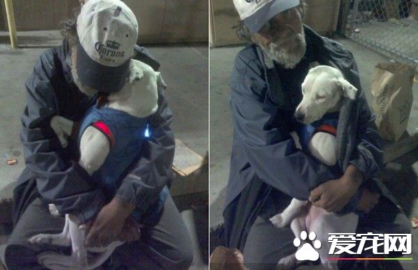 它是我的全世界 癌症流浪汉与白狗相依为命