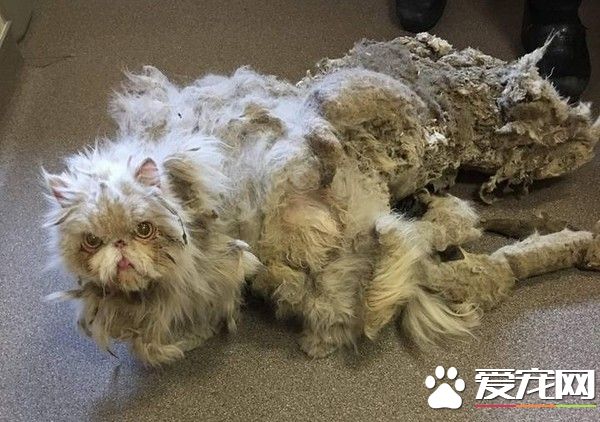 好久不剃毛 波斯猫拖着2公斤脏毛像移动破地毯