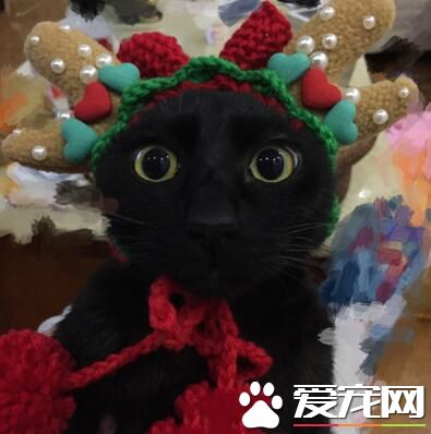 这是啥奇葩造型，喵星人表示很诧异