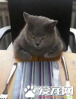 饭还没好吗？都快饿死了！