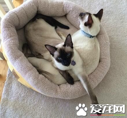 铲屎官，请上座