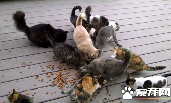 萌猫集团堵门口 在门口大喊大叫讨要吃的