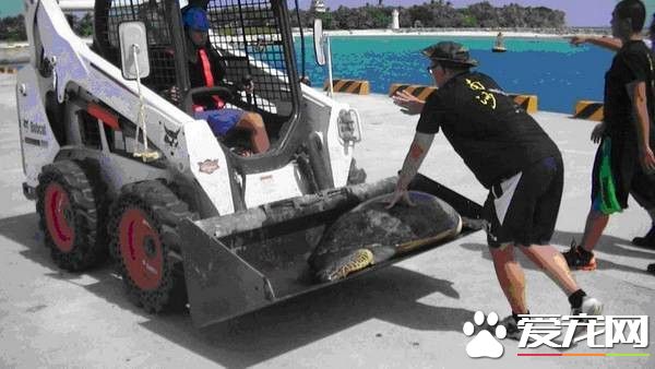 太平岛绿海龟午后迷路不知方向 搭铲土车回大海