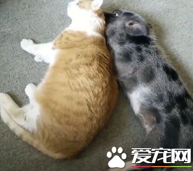 猪猫哥俩很恩爱 天天互舔帮对方理毛还睡一起