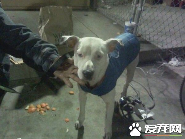 它是我的全世界 癌症流浪汉与白狗相依为命