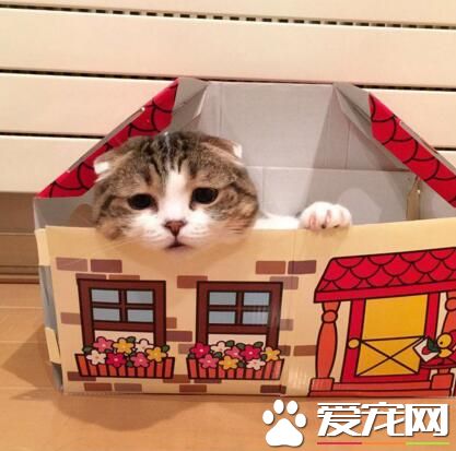 一只喵住豪宅，真的好寂寞啊