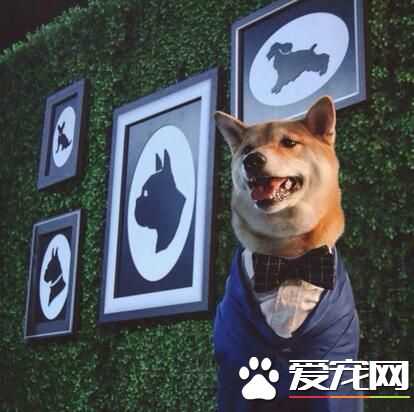 上流社会的汪星人