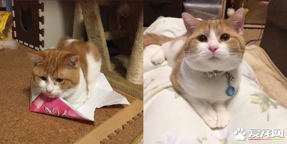 巨大腊肠猫硬是要塞进去 纸盒最后受不了自爆了