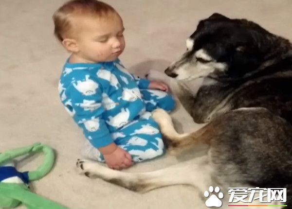 小宝宝打瞌睡Hold不住 把哈士奇当抱枕直接躺下