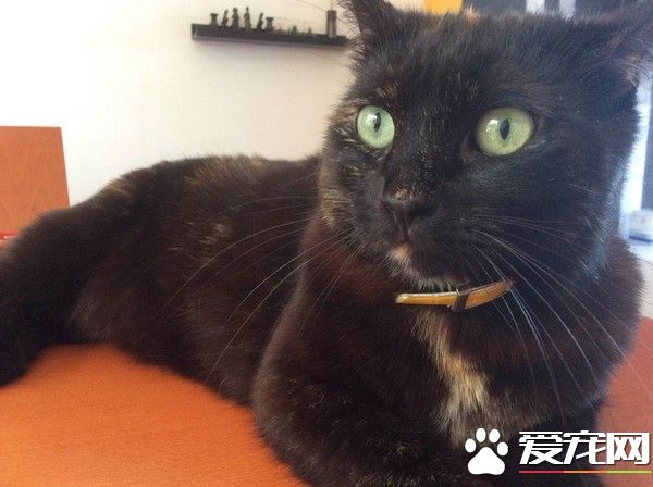猫咪被压在汽车下面全身黝黑 暖男相救猫咪一生追随