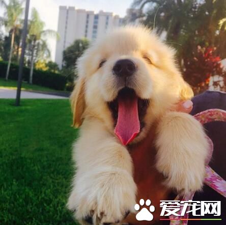 爱笑的小金毛有一种神奇的魔力