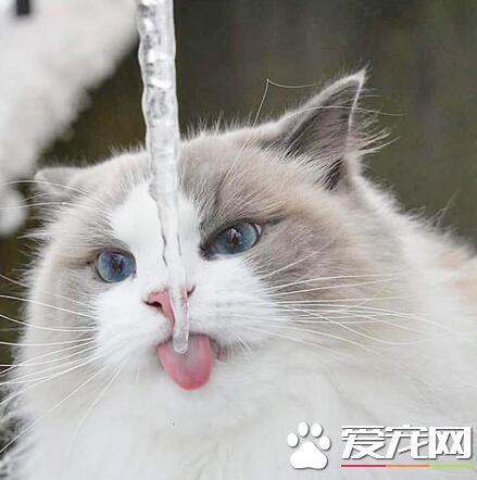 这就是冰棍吗？让喵尝尝看