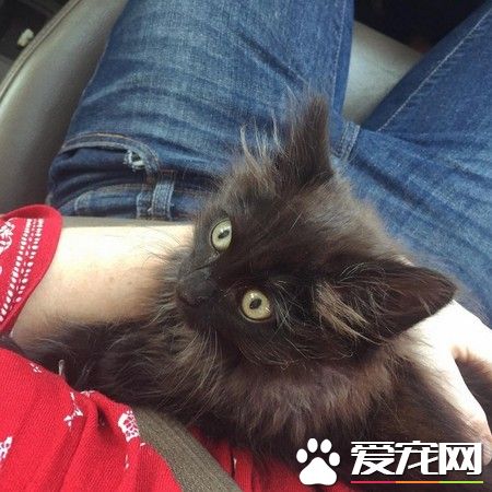 送受伤乌鸦去动物之家 竟意外收获一只小黑猫